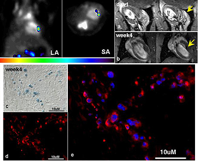 Stem Cell 1